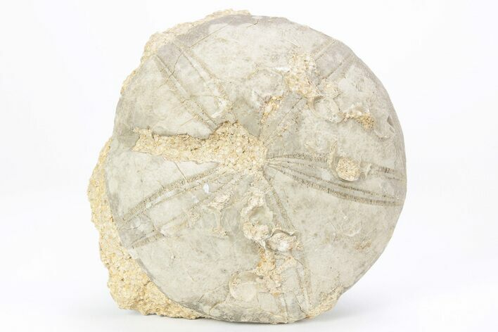 Jurassic Sea Urchin (Clypeus) Fossil - England #216916